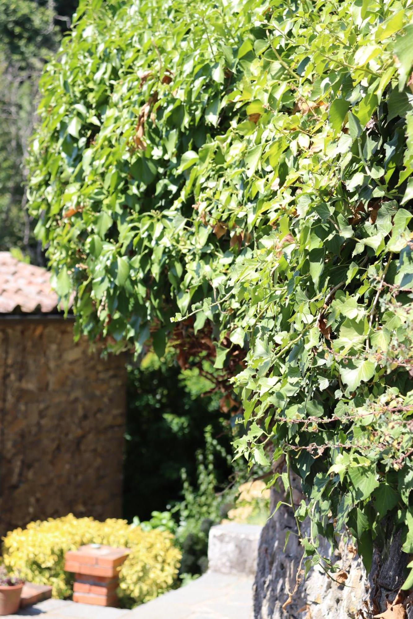 Carpe Diem Colognora Villa Vetriano Exterior foto